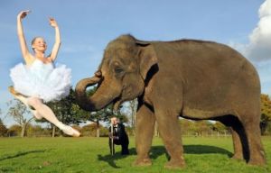 Why do elephants find it hard to dance?